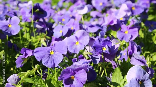 in iran antique garden with lots of different flowers in the wind photo