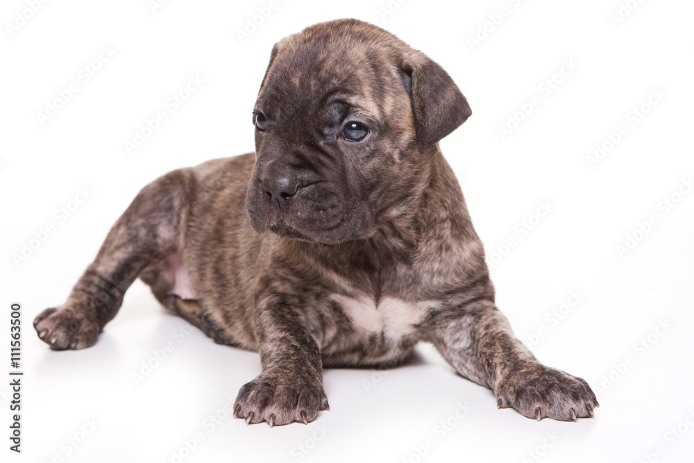 Brown Cane Corso puppy dog (isolated on white)