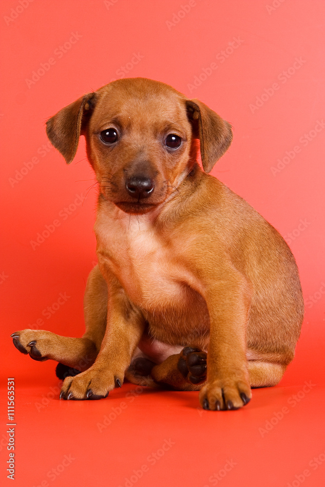Red Pinscher puppy on a red background (isolated on white)