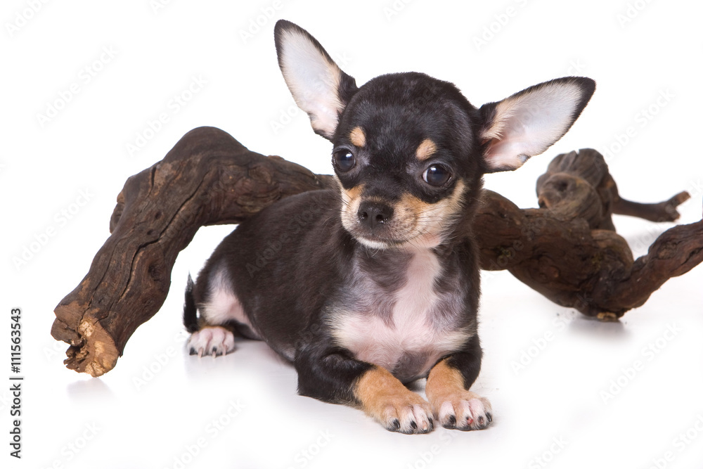 Black Chihuahua puppy and the tree (isolated on white)