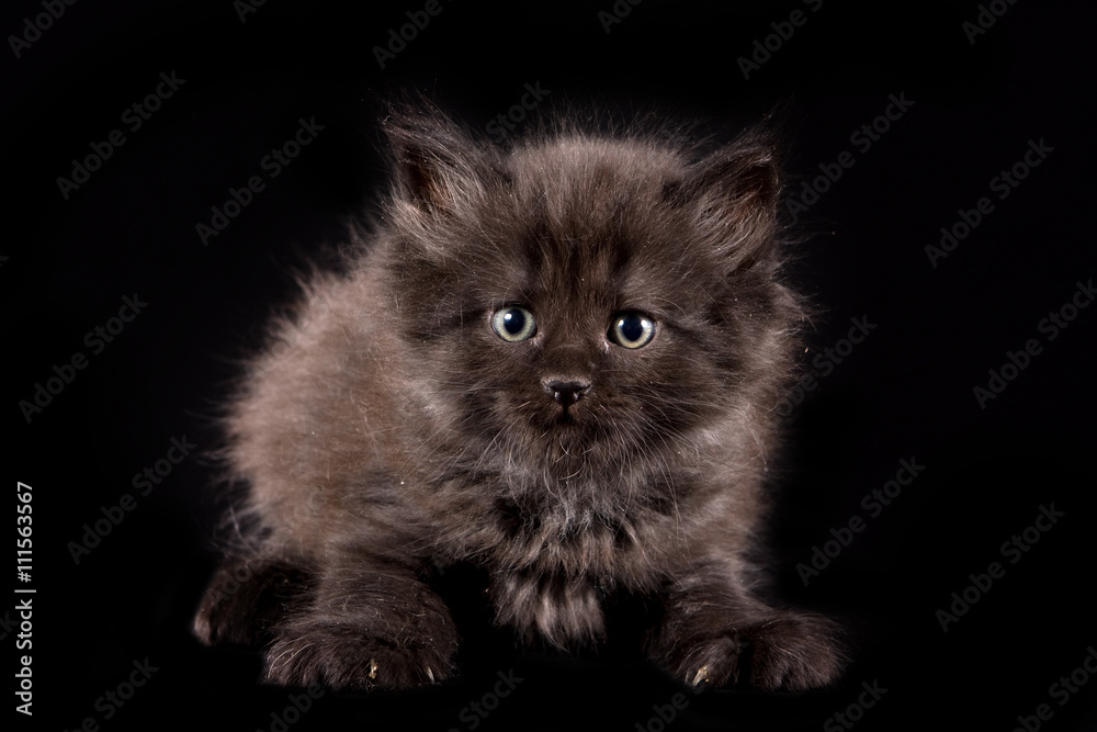 Black fluffy kitten on a black background Black fluffy kitten on a black background