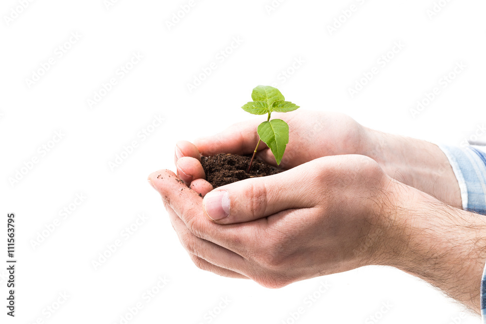 Male hands holding soil and plant, closeup Male hands holding soil and plant, closeup
