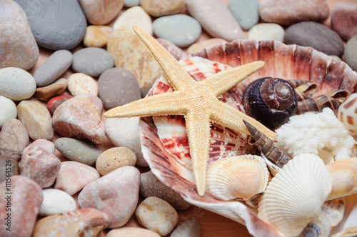 Sea stones and cockleshells photo