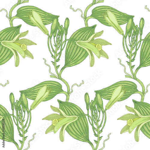 Seamless pattern with flowers of vanilla.