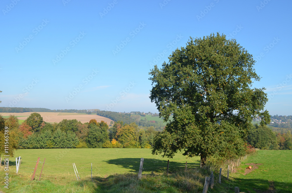 Lonely autumn oak tree in green meadow on rolling hills, Yvoir, Wallonia, sunny fall day