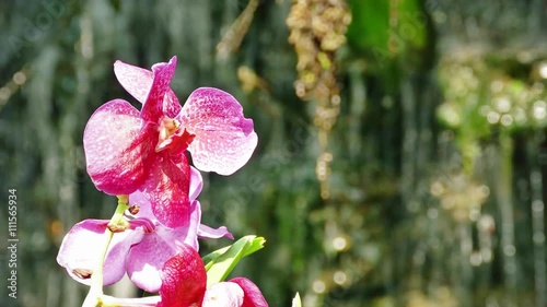 Beautiful blossoming orchids in forest 4K photo