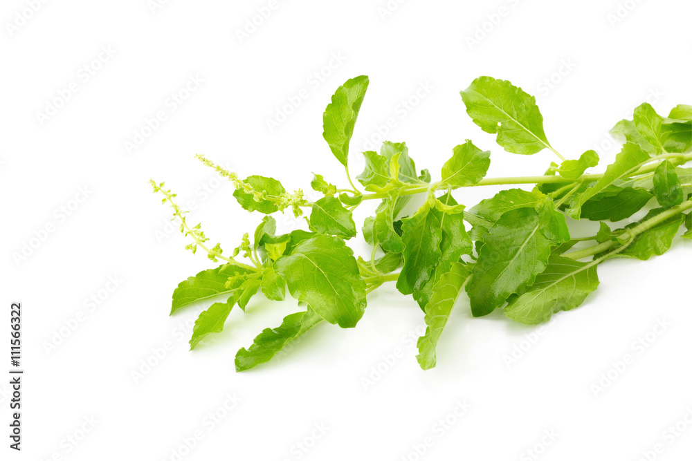 Fresh basil leaves in closeup
