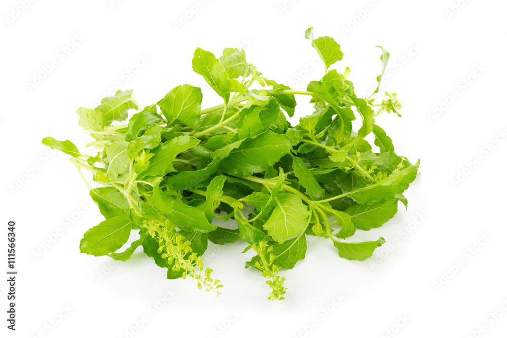 Fresh basil leaves in closeup Fresh basil leaves in closeup