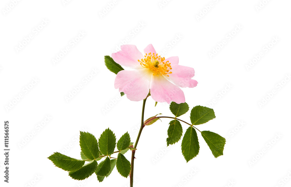 Fototapeta premium wild rose flower isolated