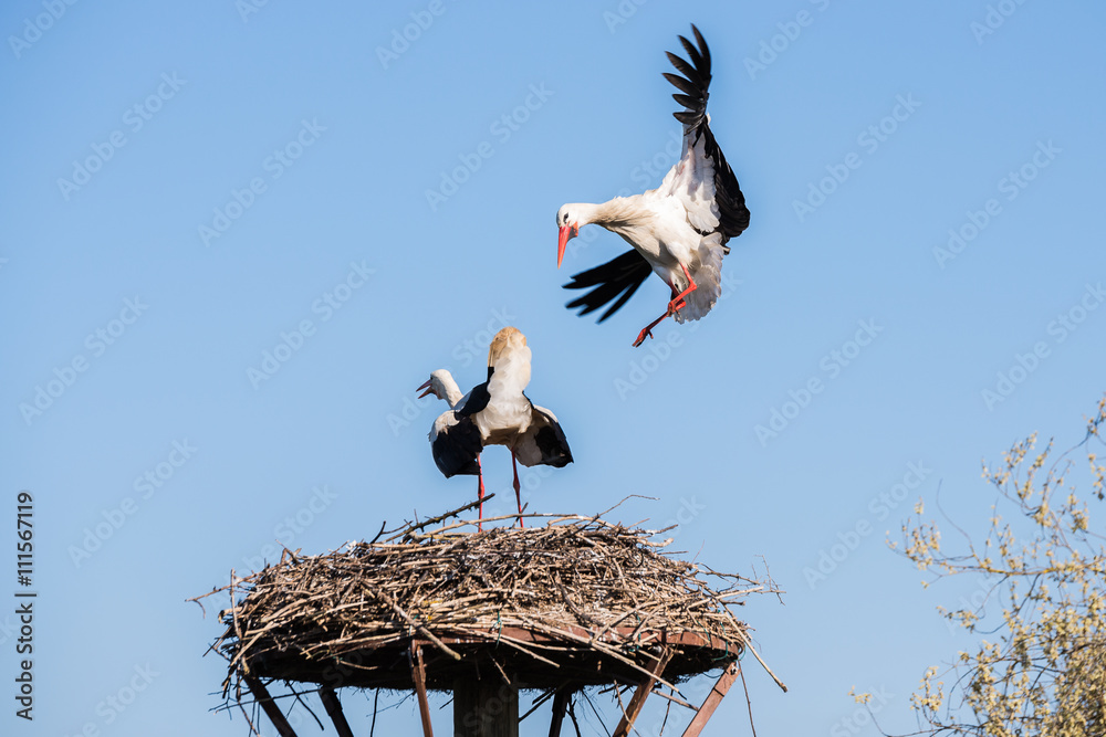 Stork lands on the nest, Salburua park, Alava (Spain)