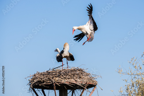 Obraz na płótnie Stork lands on the nest, Salburua park, Alava (Spain) w salonie
