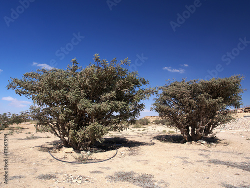 Frankincense trees in Wadi Dawkah, Dhofar region, Sultanate of Oman photo