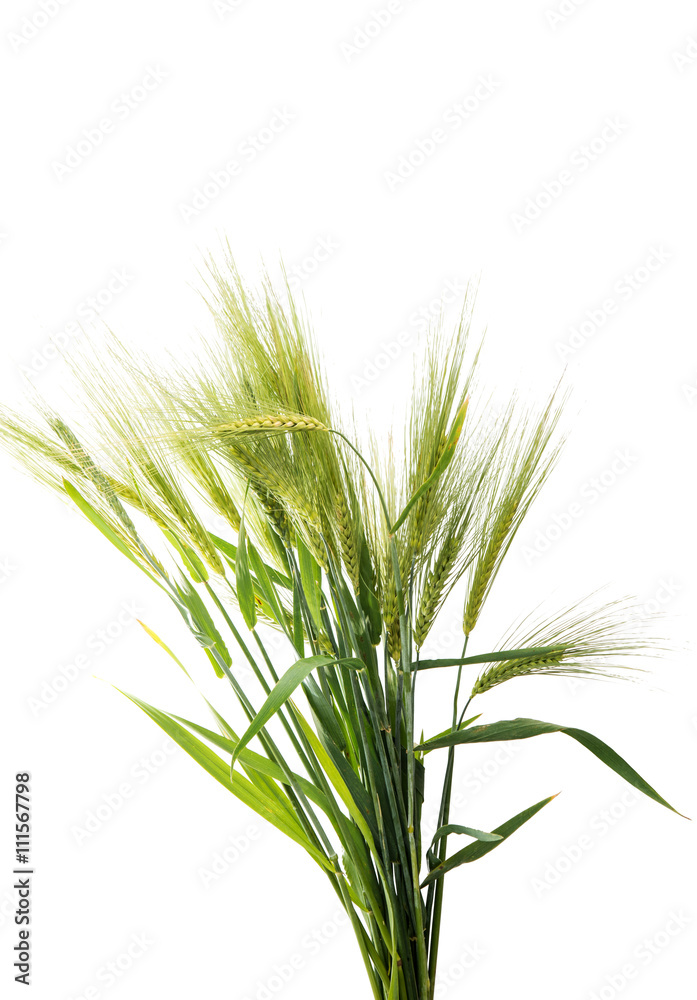 Green wheat ears isolated Green wheat ears isolated