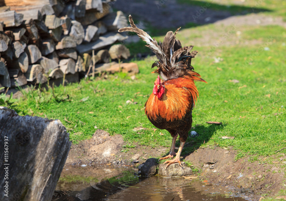 Fototapeta premium cock on the green grass 