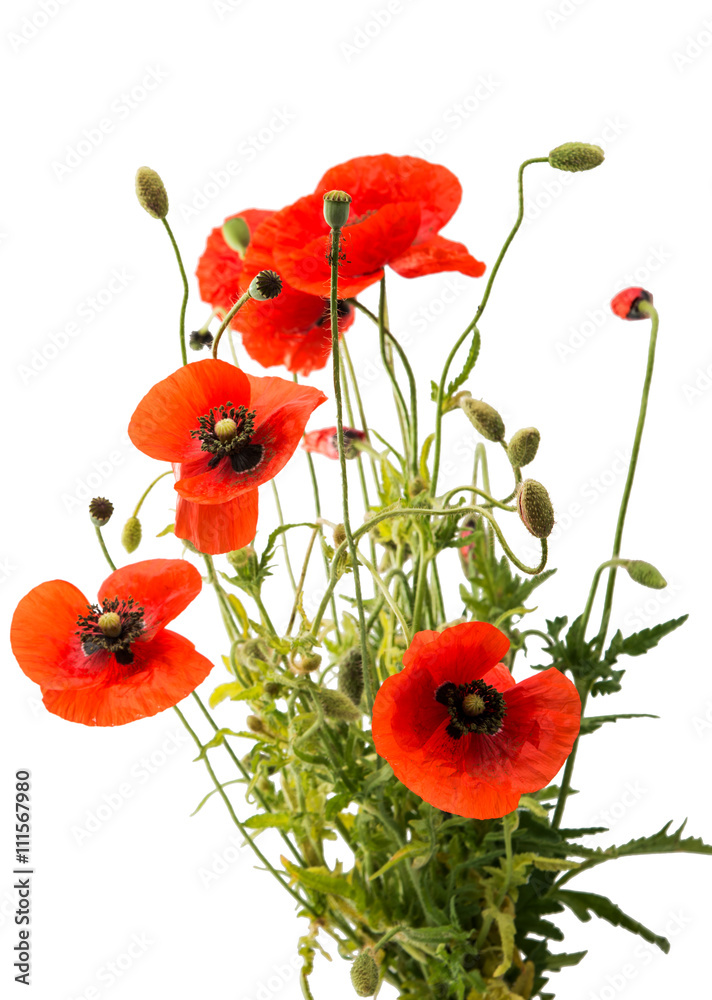 Fototapeta premium a bouquet of red poppies isolated