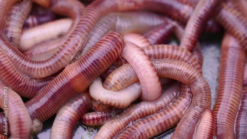 Earthworms (Eisenia foetida) called Tennessee Wiggler for Fishing or Compost macro