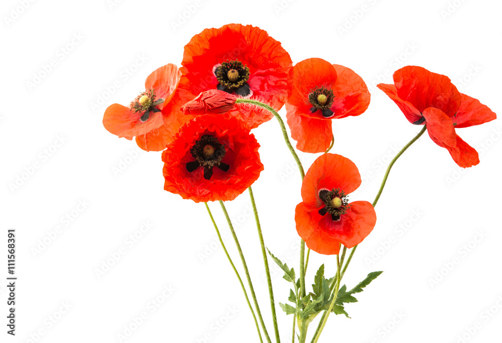 Naklejka premium a bouquet of red poppies isolated