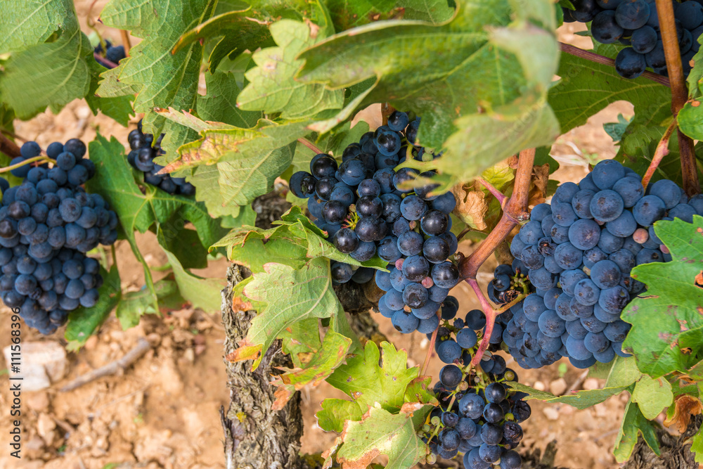 Red grapes in a vineyard, La Rioja (Spain)