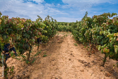 Vineyard at La Rioja (Spain)