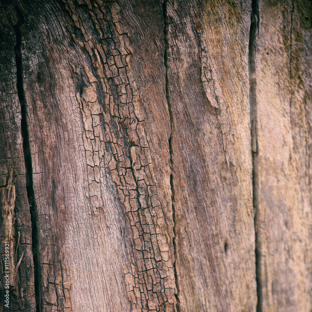 Obraz premium old wood texture.