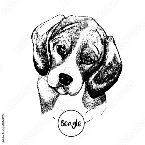 Vector close up portrait of beagle dog. Hand drawn domestic pet dog illustration. Isolated on white background.