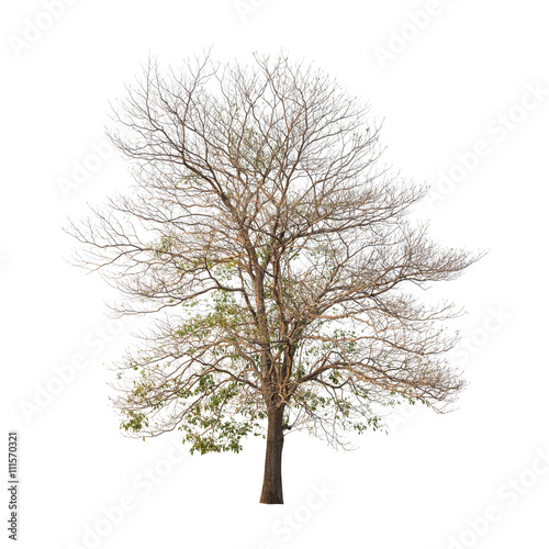 Isolated trees with no leaves on white background