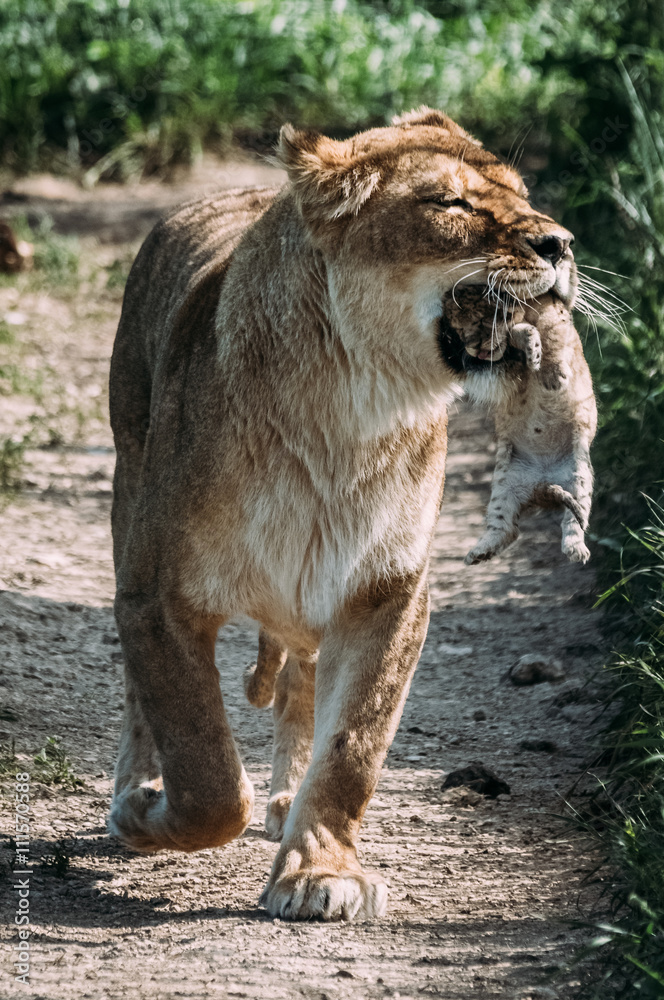 Fototapeta premium Beautiful Lions in Savannah