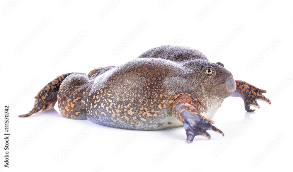 Fototapeta premium bullfrog