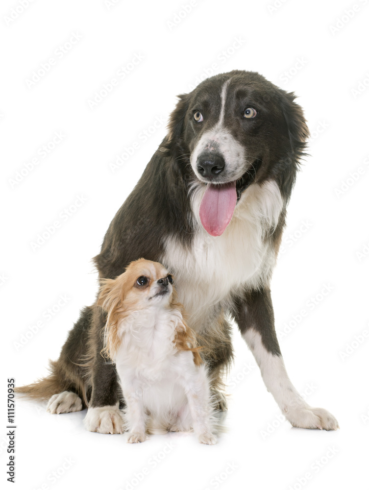 chihuahua and border collie