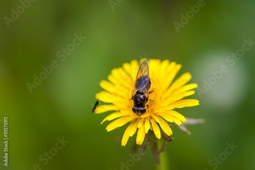A bee on a dandelion