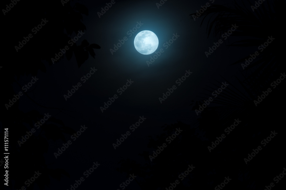 full moon night sky over spruce tree forest in Thailand.(Selecti full moon night sky over spruce tree forest in Thailand.(Selecti