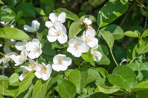 Fotografie jasmine flowers
