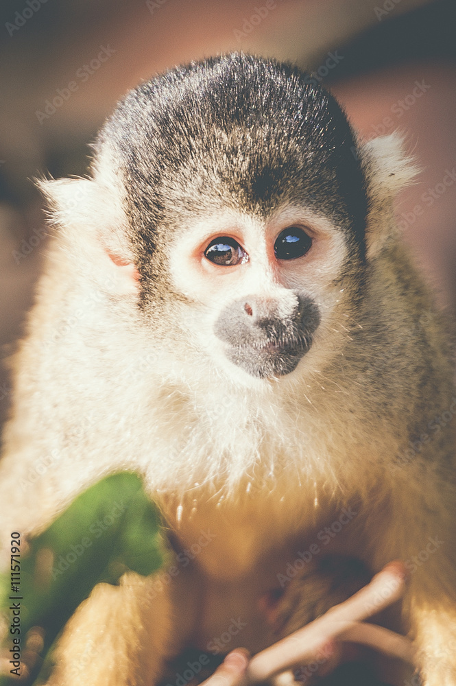 Fototapeta premium Portrait de singe jaune