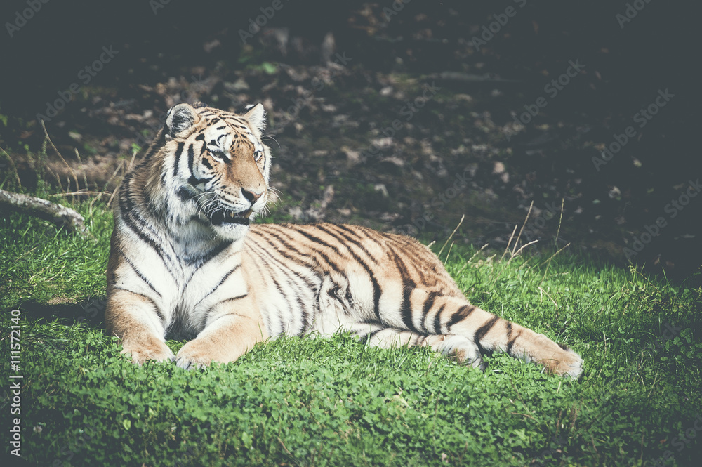 Obraz premium Tigre allongé