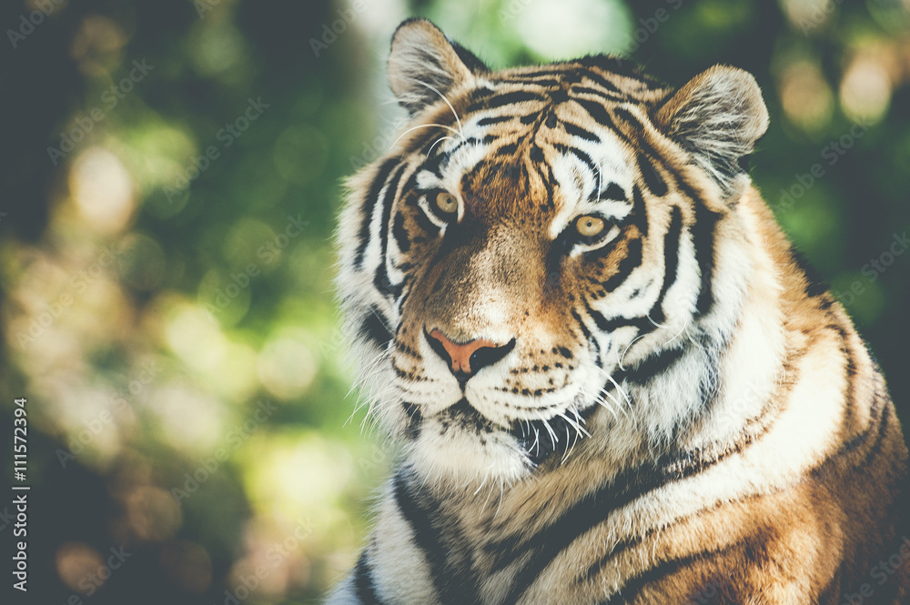 Naklejka premium Portrait de tigre