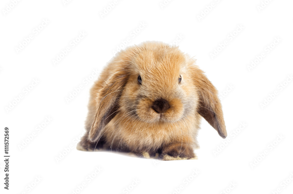 Fototapeta premium red decorative rabbit