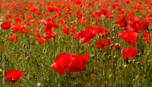 Field of wild red poppies in late spring time