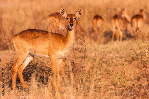 Wild Puku Antelope in South Luangwa National Park