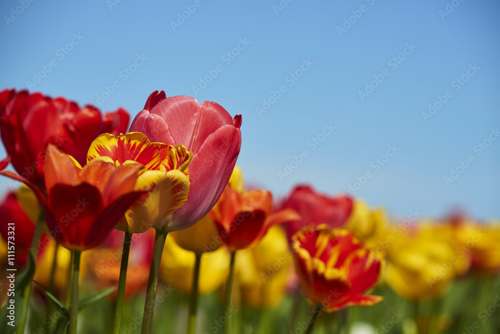 Naklejka premium tulpen43