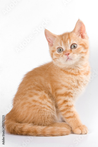 Ginger tabby kitten