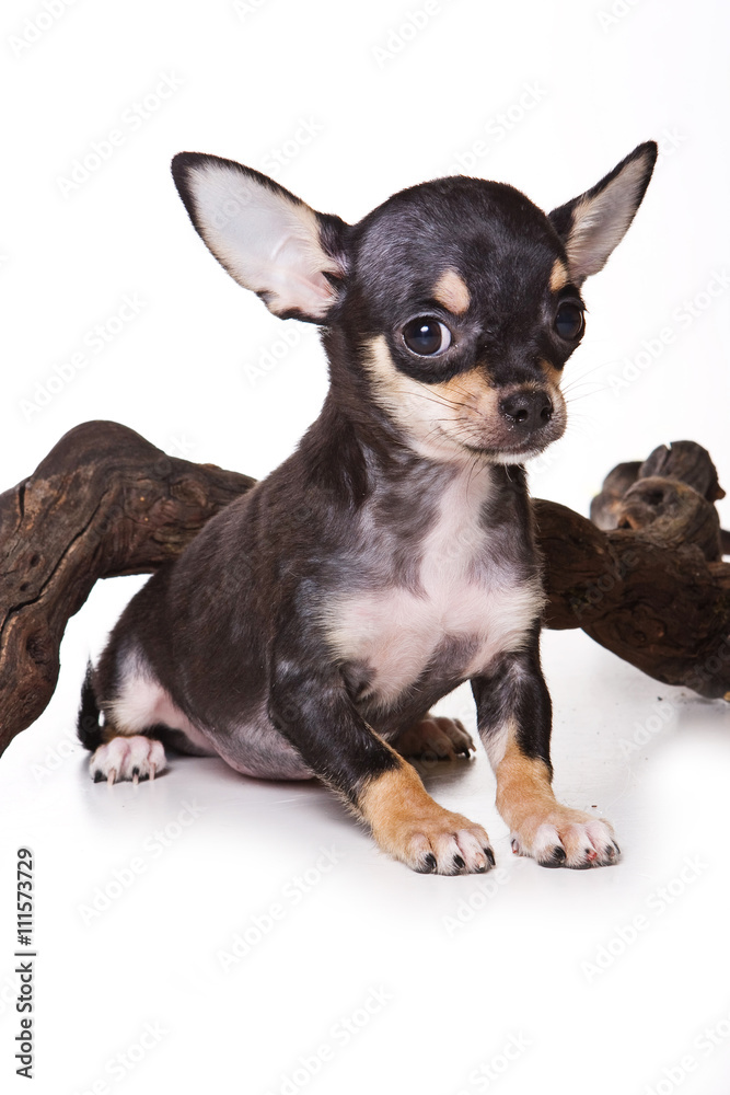Black Chihuahua puppy and the tree (isolated on white)