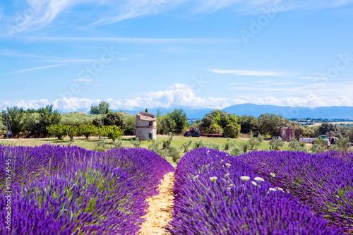 Lavender fields near Valensole in Provence, France on sunset