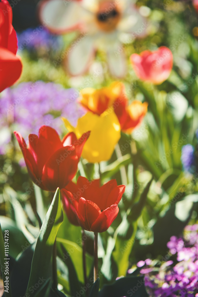 Naklejka premium Tulips in a beautiful garden