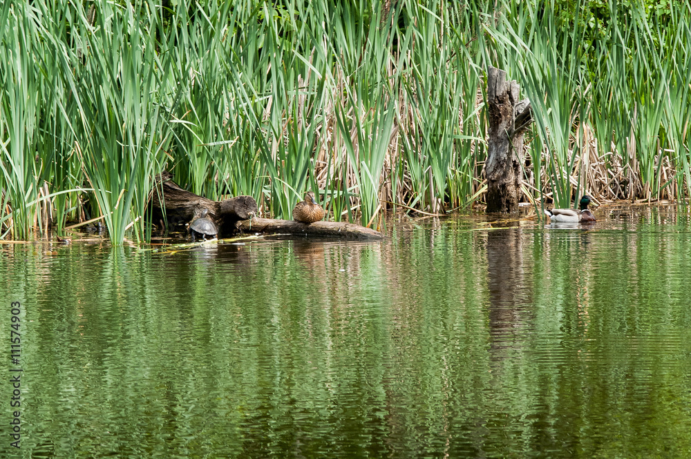 Fototapeta premium turtle duck water