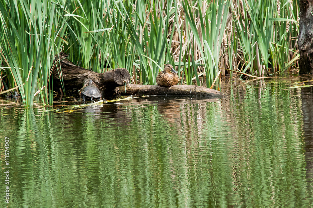 turtle duck water turtle duck water