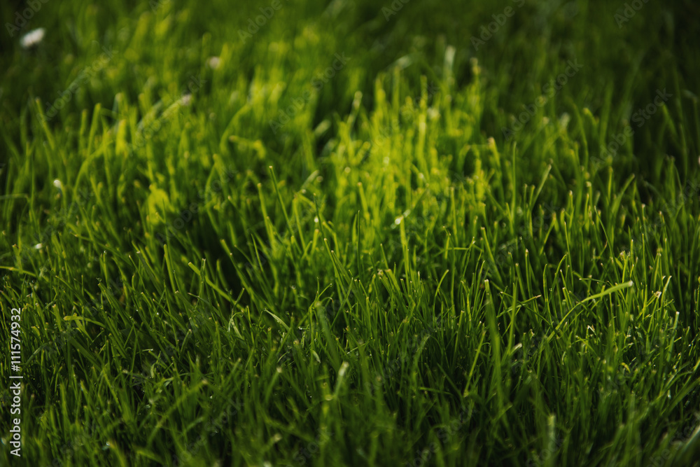 Fototapeta premium Green grass in sunlight