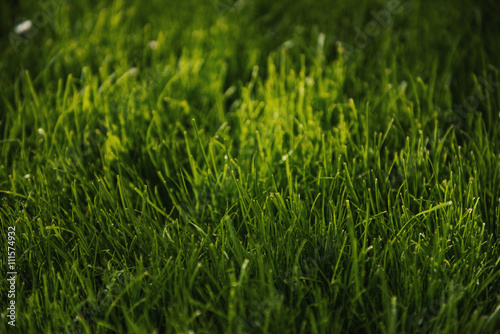 Green grass in sunlight