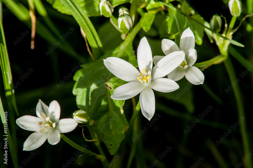 Obraz premium white flower spring