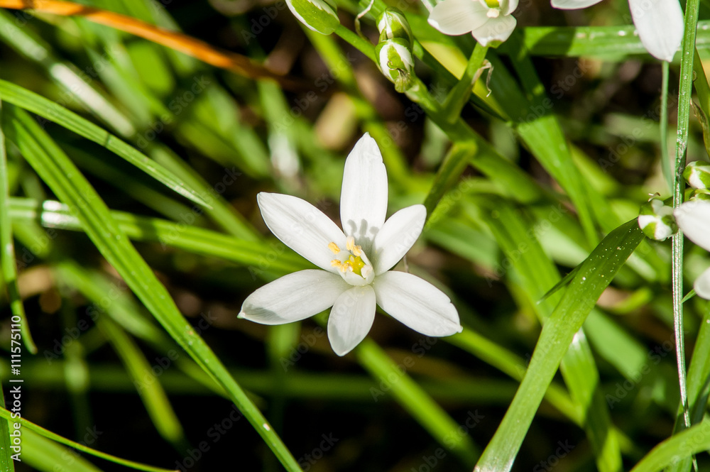 Fototapeta premium white flower spring