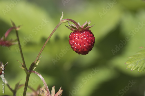 wild strawberries in the forest